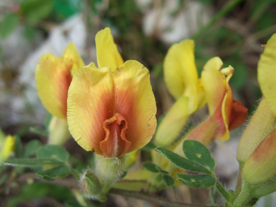 immagini/galleria natura/chamaecytisus hirsutus subsp.hirsutus 014 - Rifugio Costapiana - Valle di Cadore